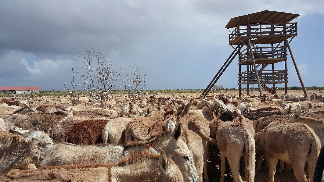 Donkey Sanctuary