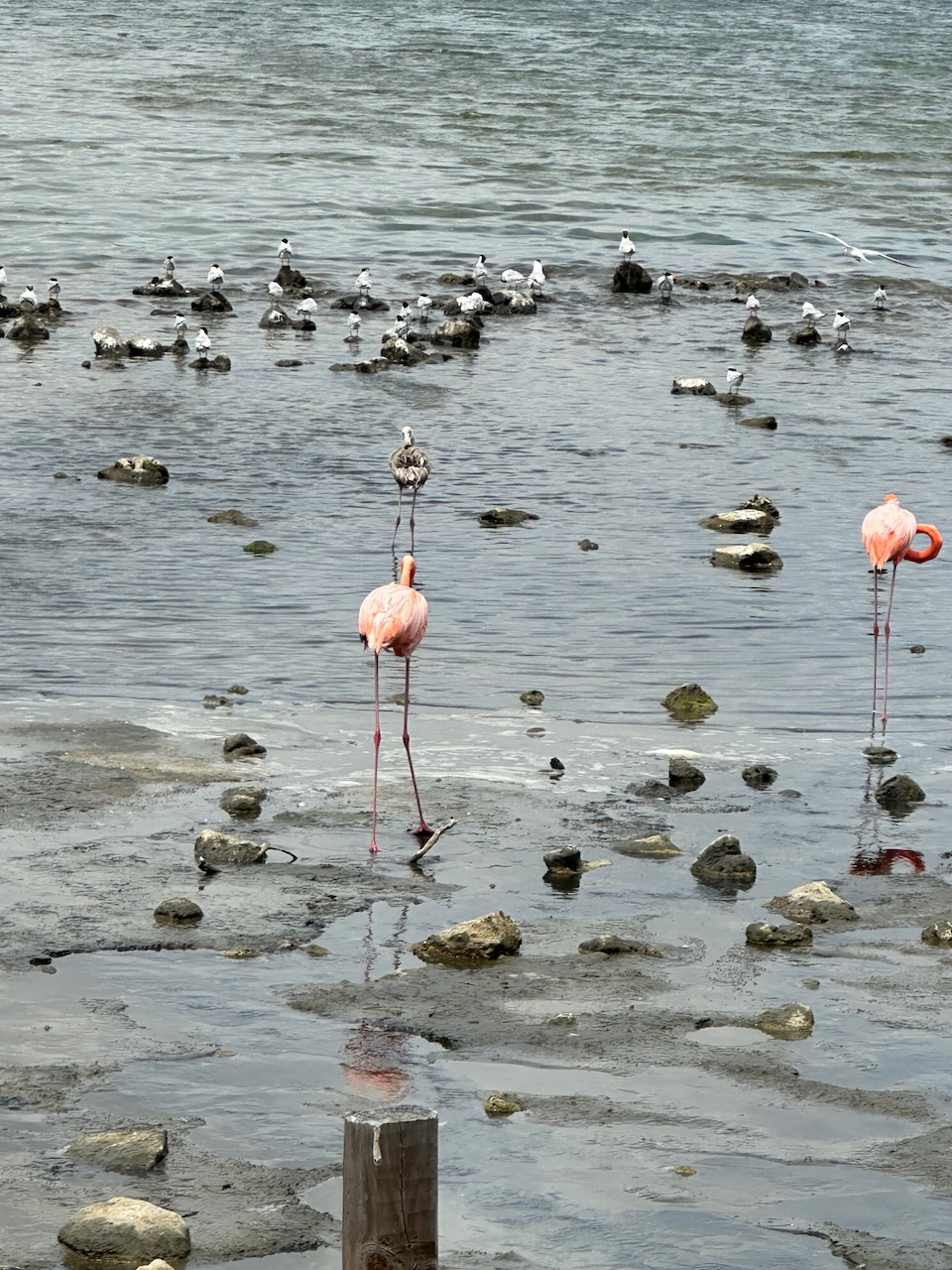 Pekelmeer Flamingo Sanctuary