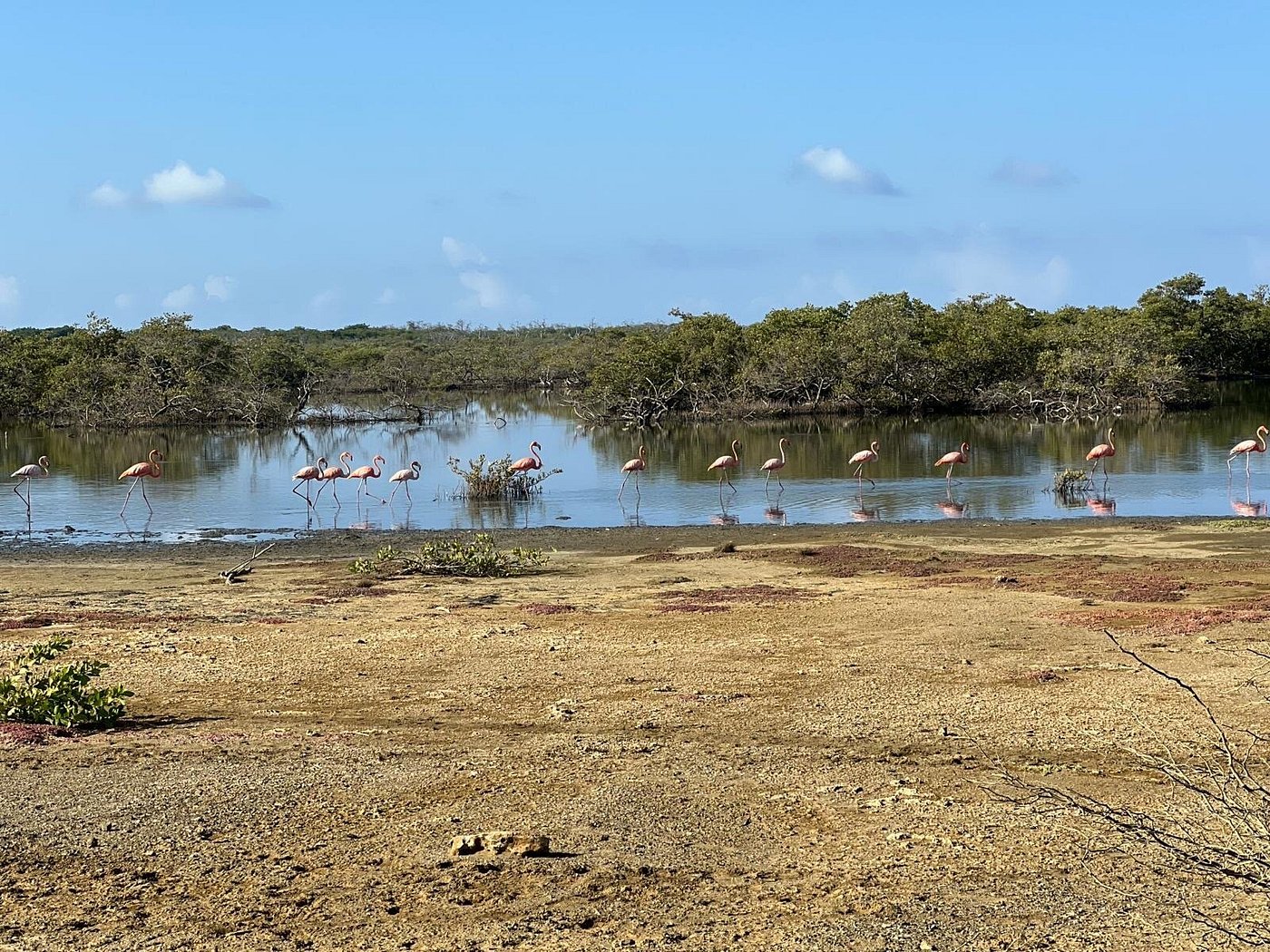 Kayak Tour Through The Mangroves