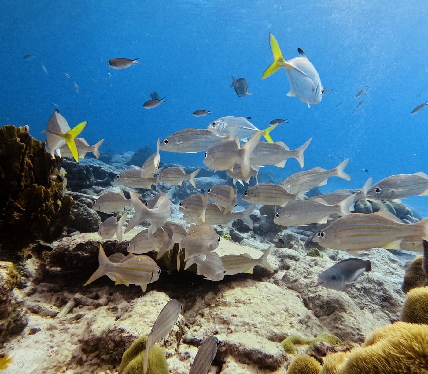 Compass Bonaire