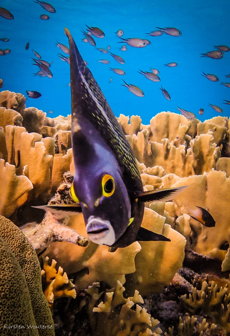Snorkeling Around Bonaire