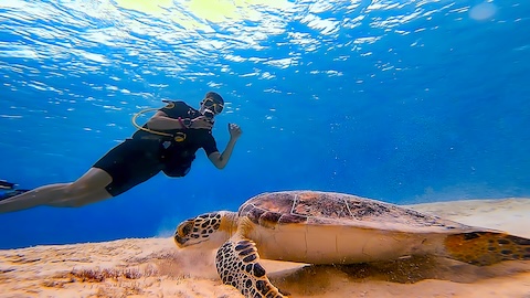 Amazing Bonaire
