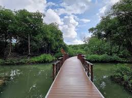 The Curaçao Rif Mangrove Park